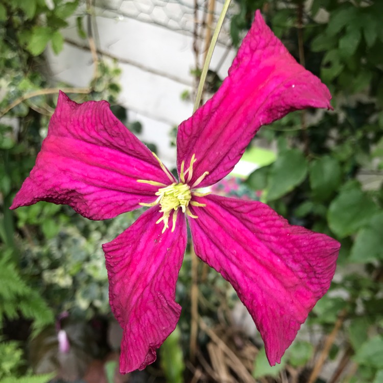 plant image 1114738 plant image 1114738
