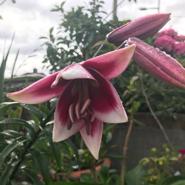 Lilium