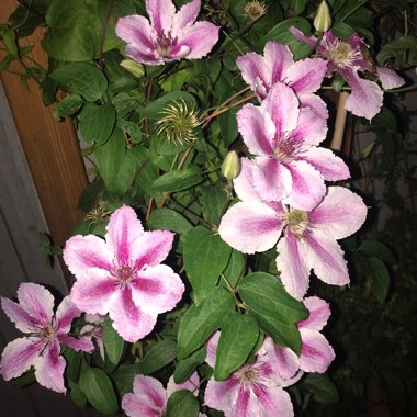 Clematis 'Piilu'