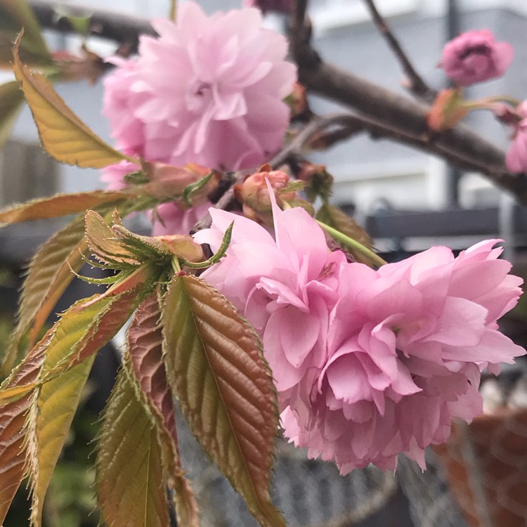 Plant image Prunus Serrulata 'Kiku-Shidare Zakura'