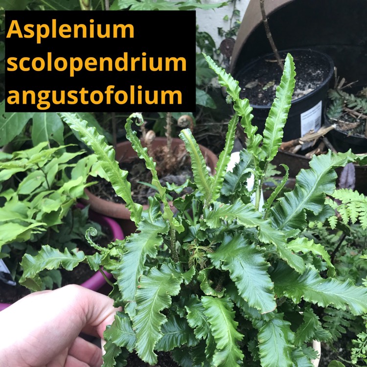 plant image 1264676