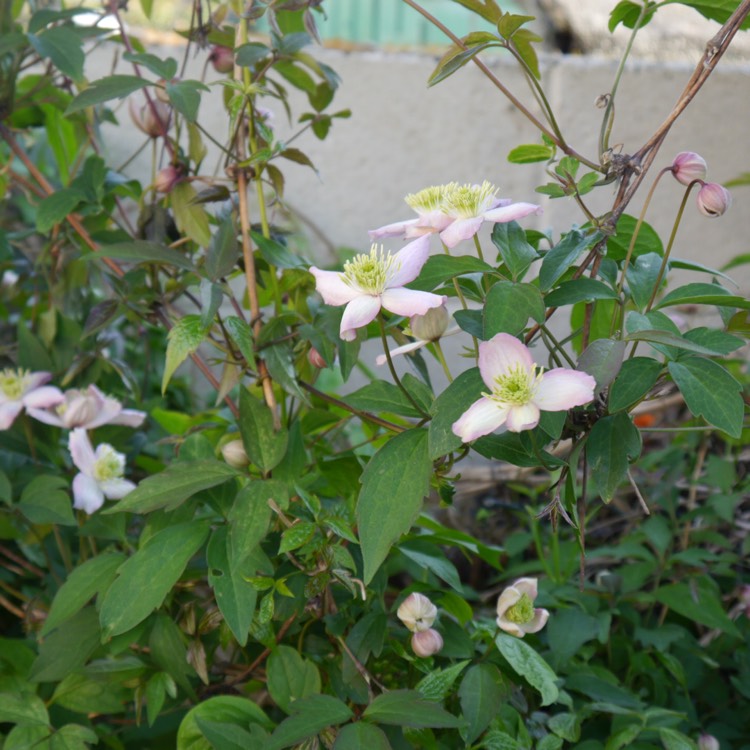 plant image 356587 plant image 356587