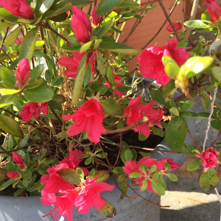 plant image 367789