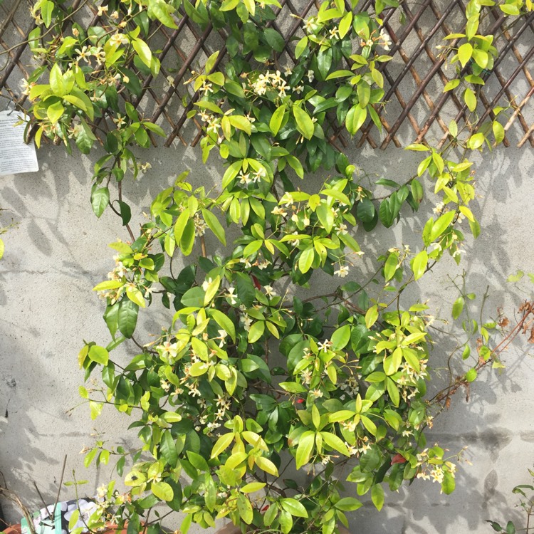 plant image 446483