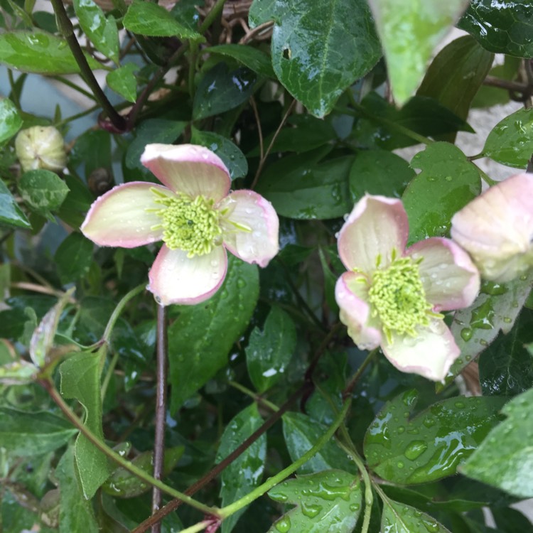 plant image 682672 plant image 682672