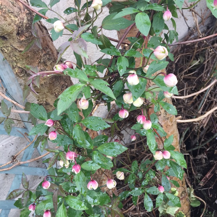 plant image 682674 plant image 682674