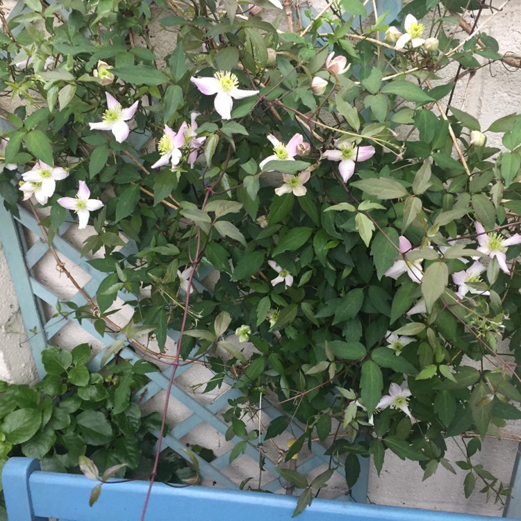 plant image 688765 plant image 688765