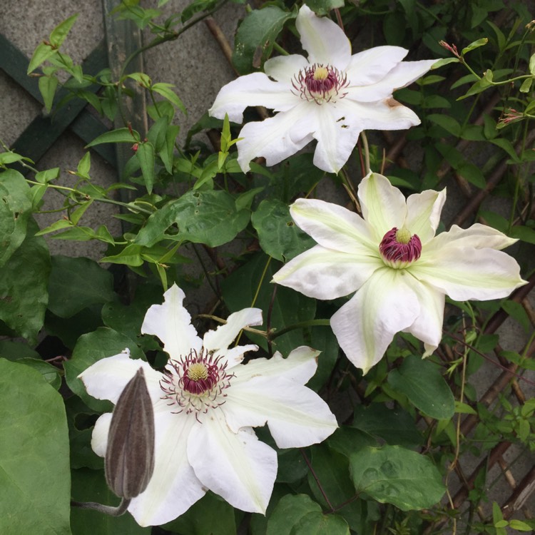 plant image 715736 plant image 715736