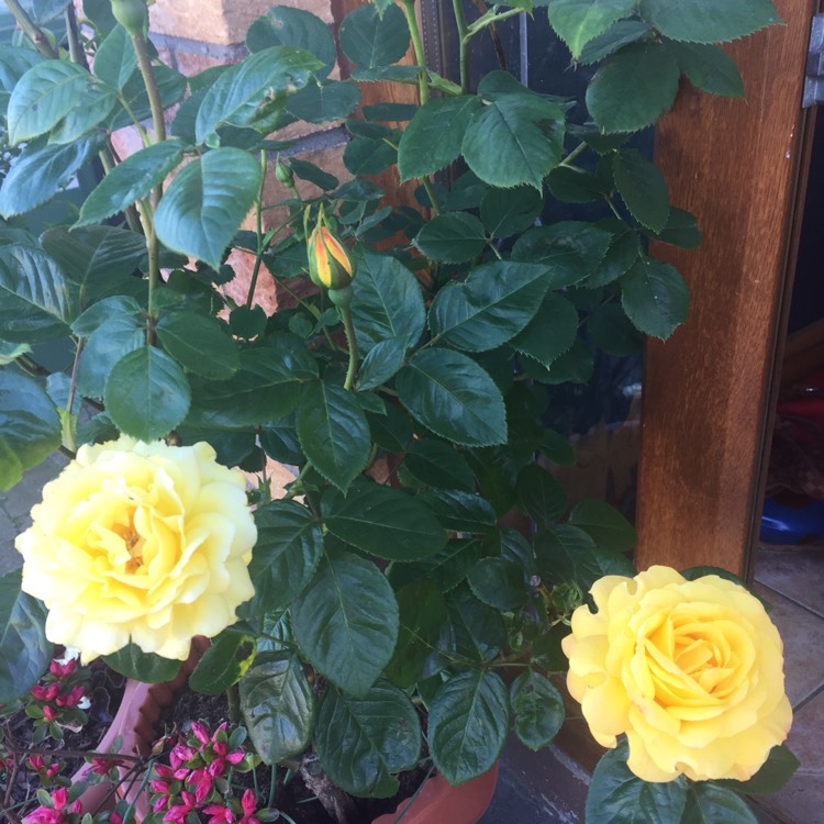 plant image 720665