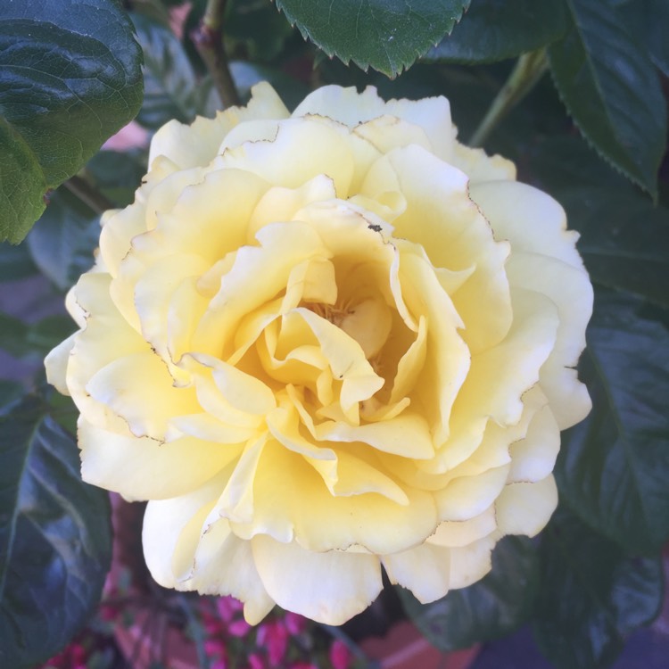 Plant image Rosa 'Yellow Brick Road'