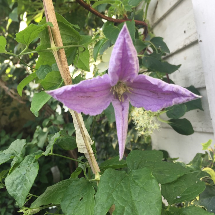 plant image 737416