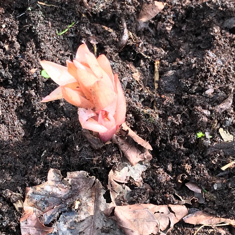 plant image 966644