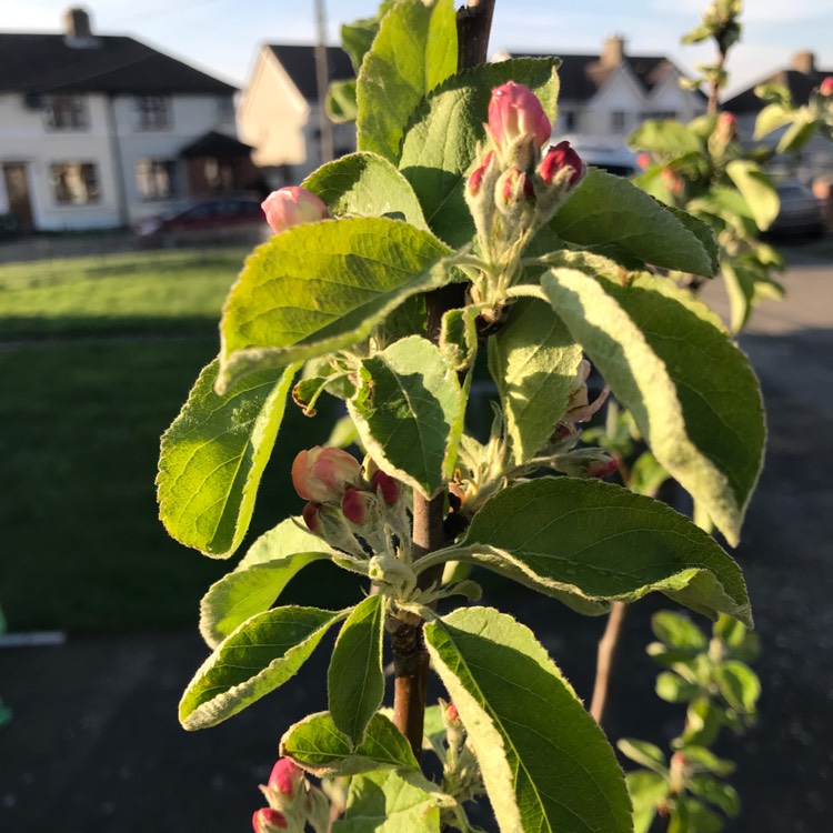 Plant image Malus domestica 'Golden Delicious'
