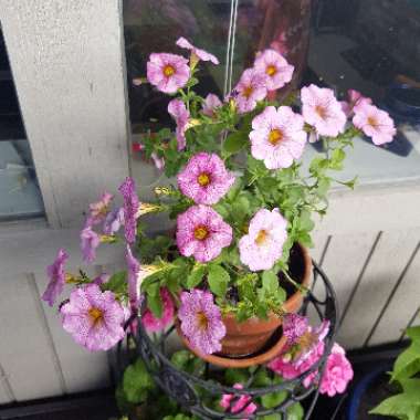Petunia