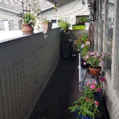 Stephanie's garden