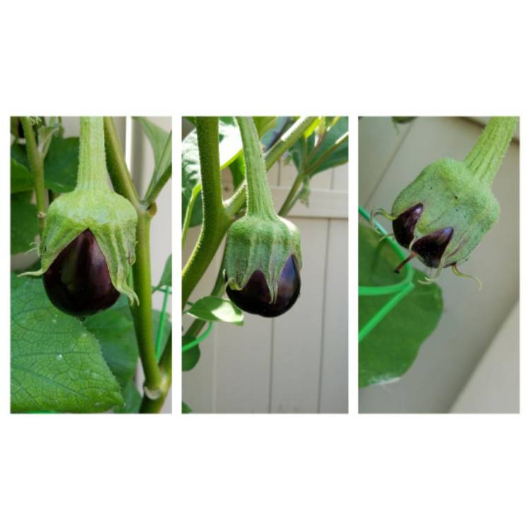 plant image 507402