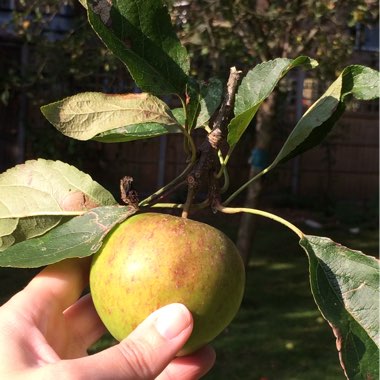 Apple