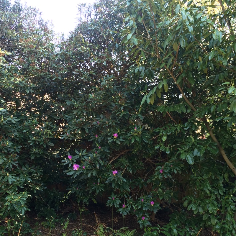 Stephanie's garden