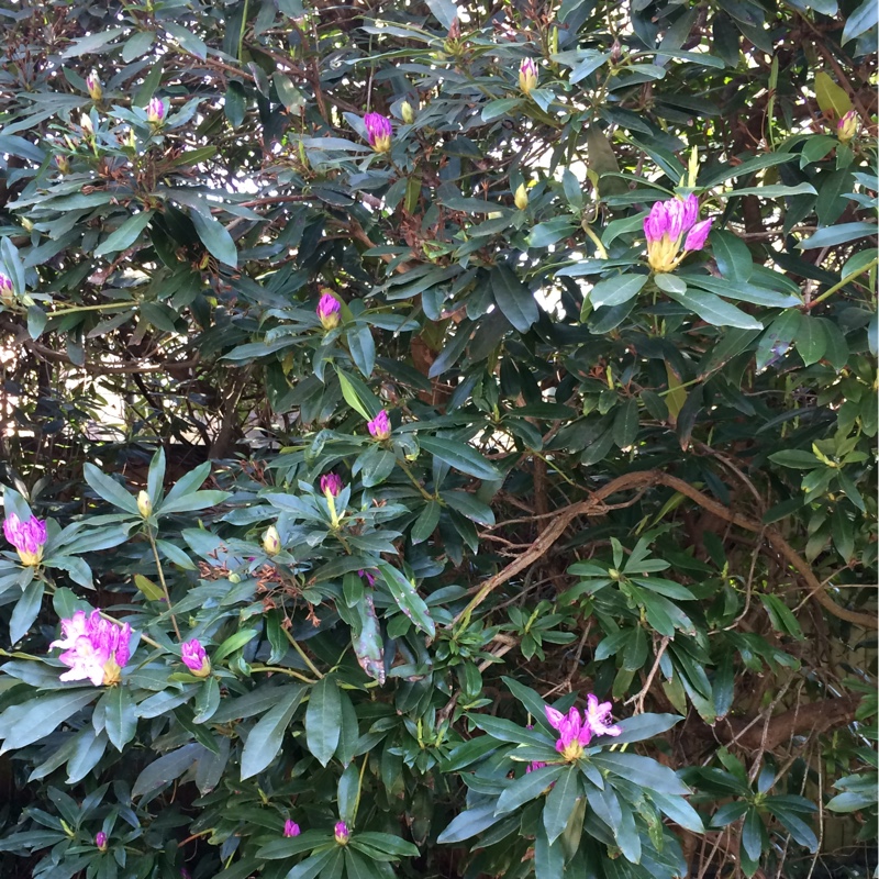 Rhododendron