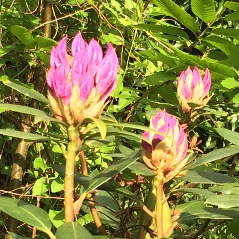Rhododendron