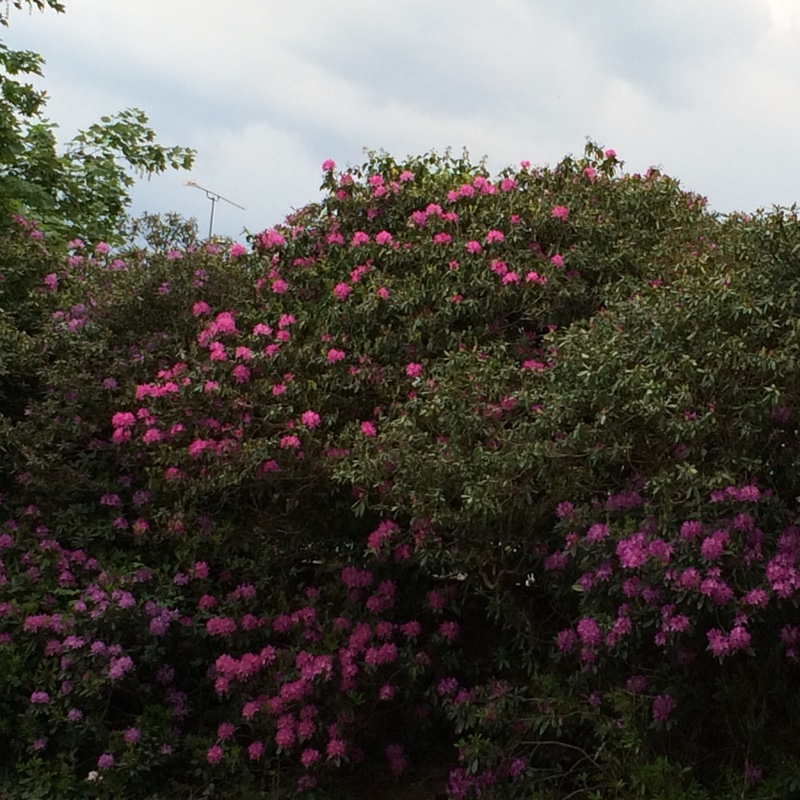 Stephanie's garden
