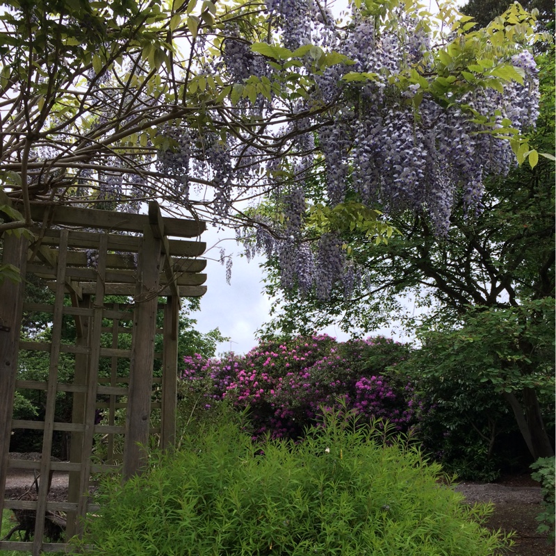 Stephanie's garden