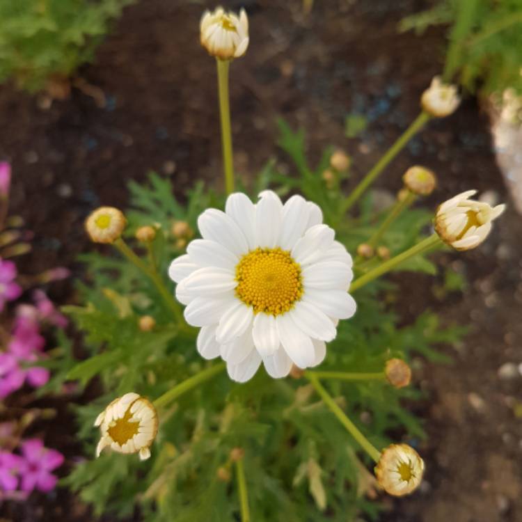 plant image 758915