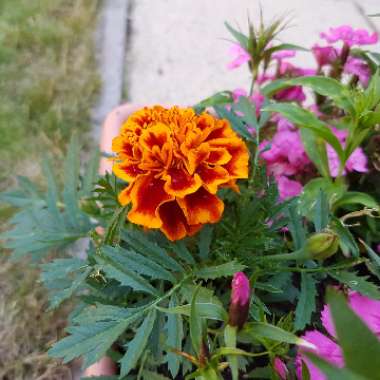 Marigold