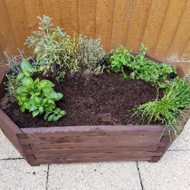 Steph's garden
