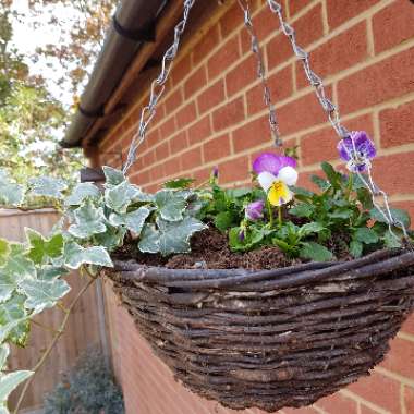 Horned Pansy 'Sorbet Pink Wing'