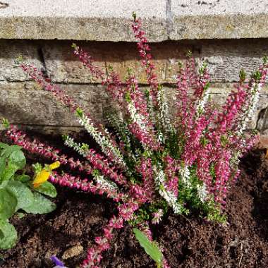 Common Heather