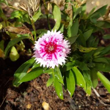 Sweet William