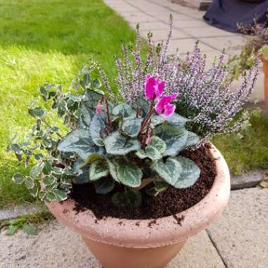 Steph's garden