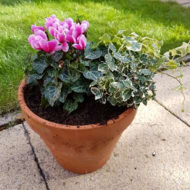 Steph's garden
