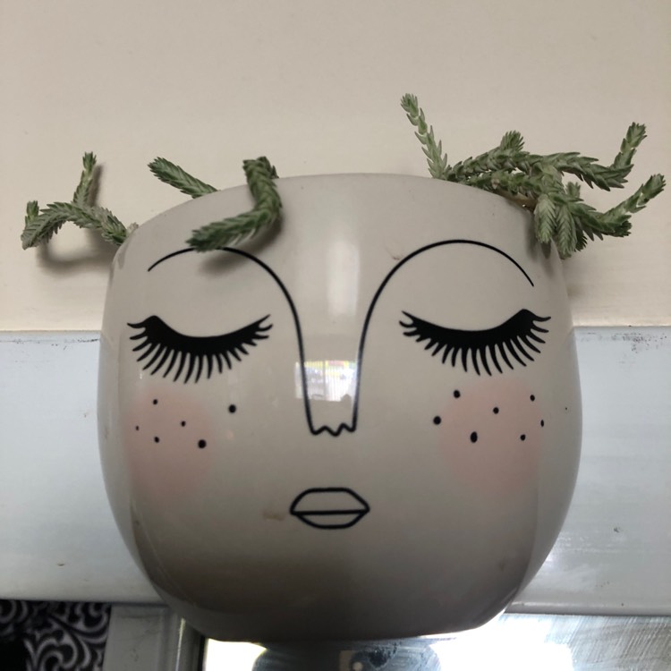 plant image 1019058