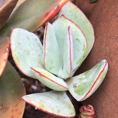 Crassula Arborescens subsp. Arborescens