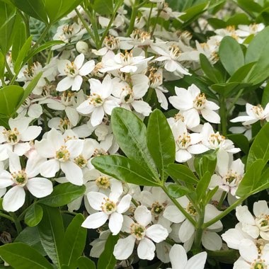 Choisya ternata