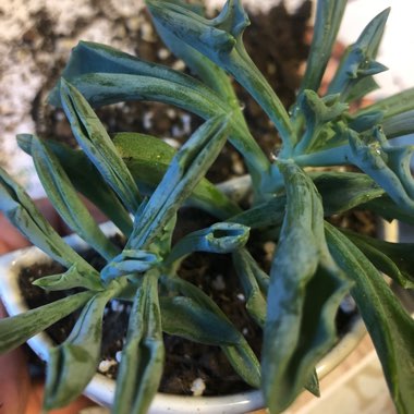 Senecio kleiniiformis