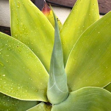 Agave attenuata