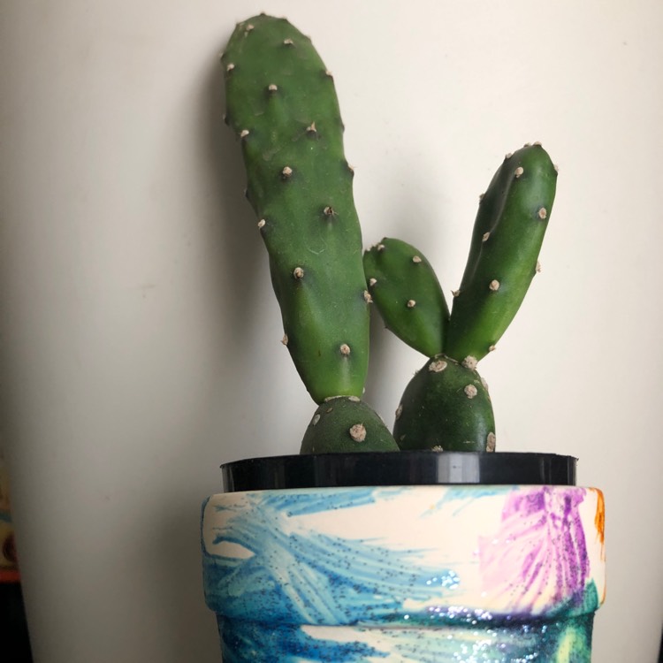 Plant image Opuntia canterae  syn. Opuntia elata