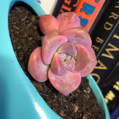 xGraptoveria Laui Pink