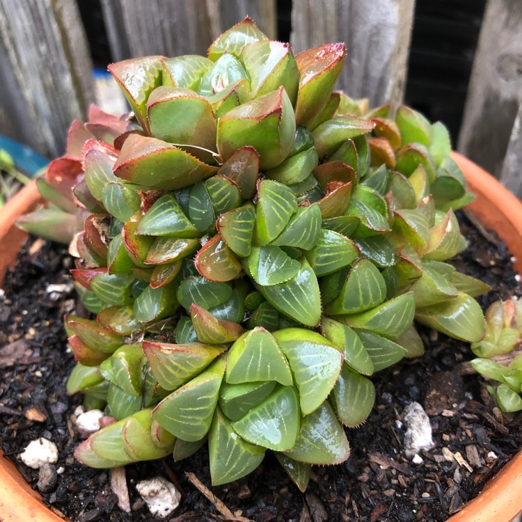 plant image 1044987