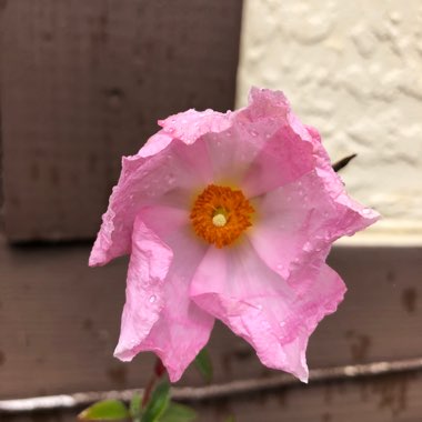 Cistus x argenteus 'Silver Pink'