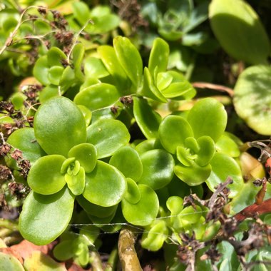 Sedum spurium 'Green Mound'