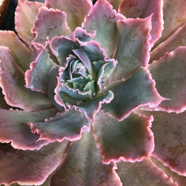 Echeveria Neon Breakers