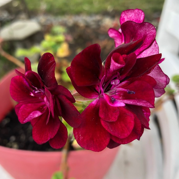 plant image 1049589