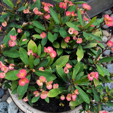 Euphorbia milii
