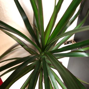 Dracaena marginata 'Tricolour'