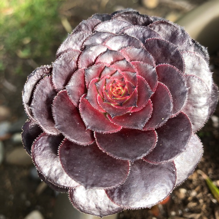 plant image 1059452