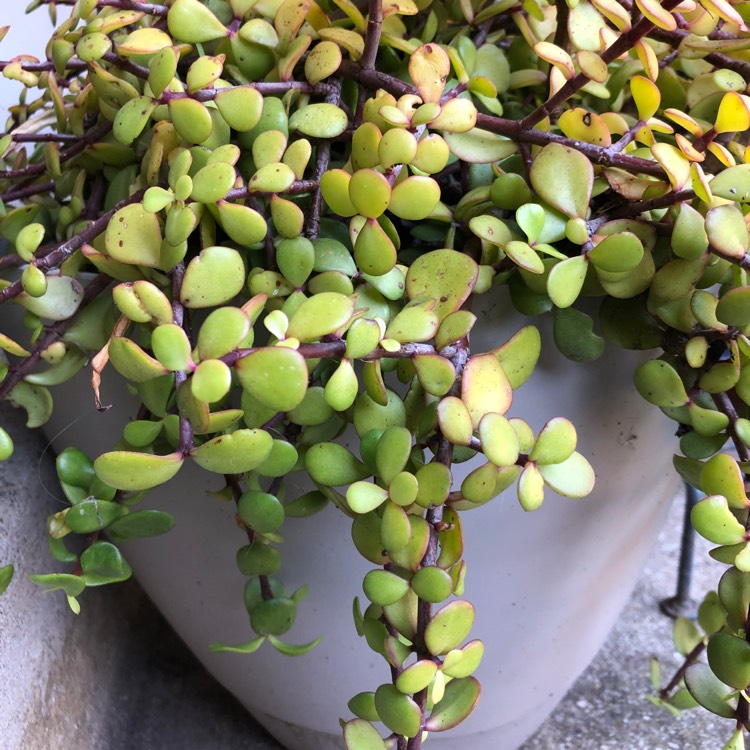 plant image 1063908
